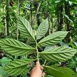 Procris crenata पत्ता