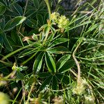 Alchemilla alpigena Blad