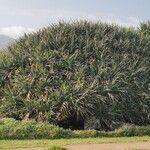 Pandanus utilis Staniste