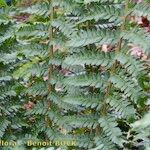 Polystichum × luerssenii Ostatní