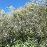 Retama monosperma 整株植物