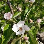 Cydonia oblonga Flower