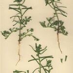 Euphorbia dracunculoides Hábito
