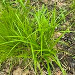 Carex intumescens Folla