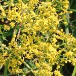 Galium verum 花