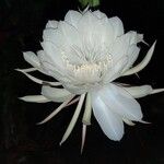 Epiphyllum oxypetalum Flower