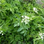 Chaerophyllum hirsutum عادت داشتن