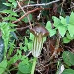 Arisarum simorrhinum Bloem