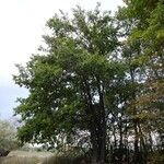 Quercus robur Συνήθη χαρακτηριστικά