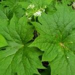 Diphylleia cymosa Hoja