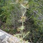 Galactites duriaei Likasa