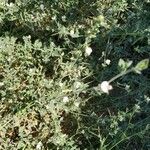 Acmispon americanus Blad