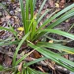 Carex pendulaList