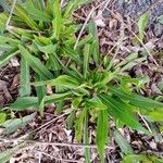 Pilosella cymosa Leaf