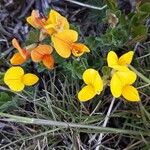 Lotus corniculatus फूल