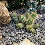 Echinopsis huascha Hoja