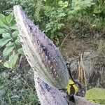 Asclepias syriaca Fruit