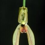 Mormolyca ringens Flor