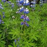 Lupinus nootkatensis 花