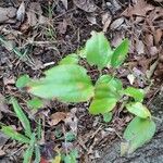 Smilax glauca ഇല