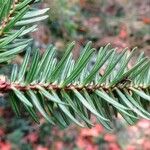 Abies numidica ᱮᱴᱟᱜ