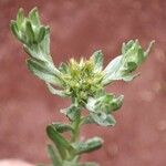 Filago pyramidata Maua