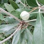 Pittosporum crassifolium Φρούτο