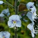 Veronica gentianoides Flower