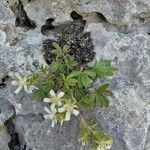 Potentilla caulescens Fuelha