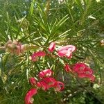 Grevillea rosmarinifolia Лист