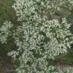 Eupatorium altissimum Blüte