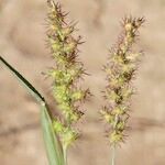 Cenchrus longispinus Fruit