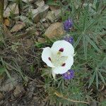 Calochortus eurycarpus Virág