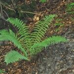 Athyrium filix-feminaLevél