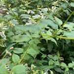 Tripora divaricata Hoja