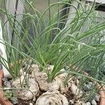 Albuca namaquensis Leaf