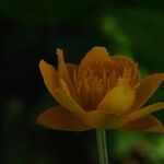 Trollius chinensis फूल