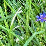 Iris humilis Plante entière