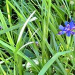 Iris humilis موطن