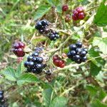 Rubus senticosus Mosusu