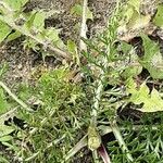 Achillea odorata Blad