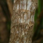 Cordyline mauritiana Φλοιός