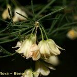 Asparagus umbellatus Květ