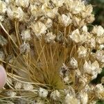 Allium atroviolaceum Fruit