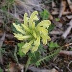 Pedicularis brachyodonta