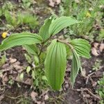 Maianthemum racemosum Blatt