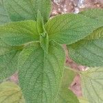 Salvia hispanica पत्ता