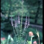 Anarrhinum bellidifolium Kvet