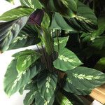 Goeppertia undulata 葉