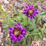 Prunella hastifolia Fula